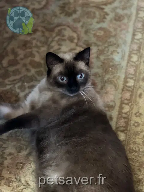 chatte reunited 17390 La Tremblade Praline