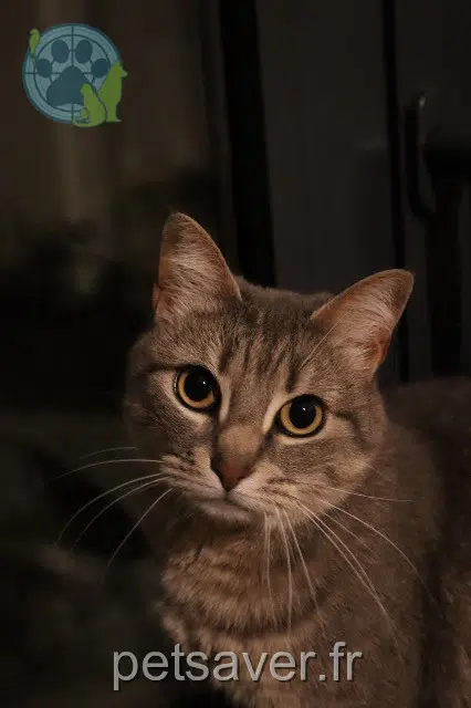 chatte reunited   17540 Vérines Rin