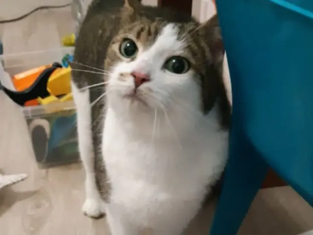 chatte reunited   17570 Les Mathes Rita
