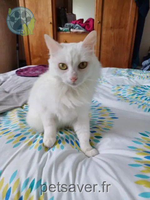 chatte reunited 17700 Saint-Mard Rosalia