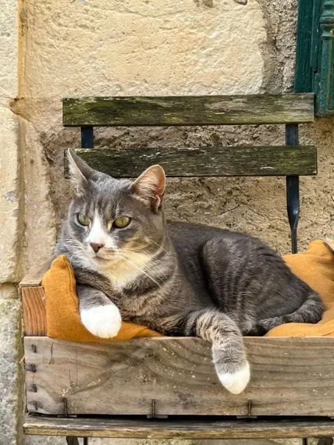 chatte reunited   17410 Saint-Martin-de-Ré SOLEIL