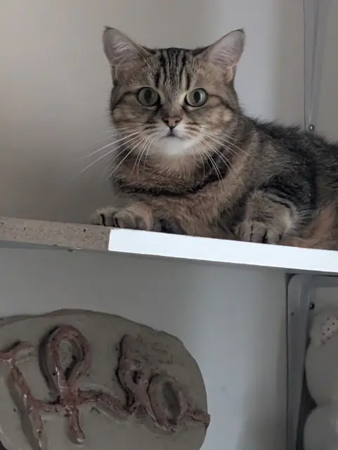 chatte reunited   17000 La Rochelle Trinity