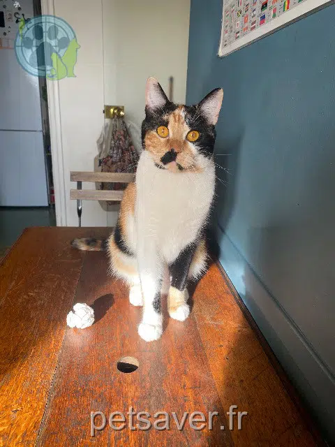 chatte reunited   17200 Royan Uma