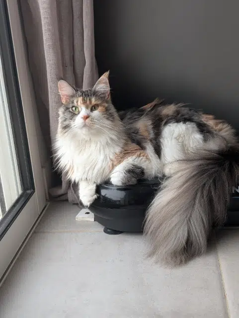 chatte reunited   17250 Romegoux Uriel