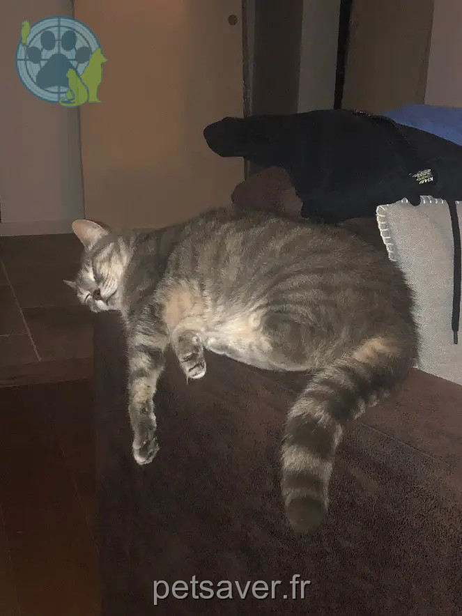 Katze wiedergefunden Rue François Arago 17000 La Rochelle Voïce Katze reunited Rue François Arago 17000 La Rochelle Voïce