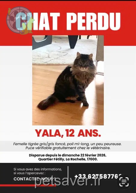 chatte reunited 17000 La Rochelle Yala