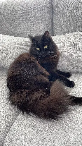 Chatte Perdue 17 Charente-Maritime Chatte Perdue 17 Charente-Maritime