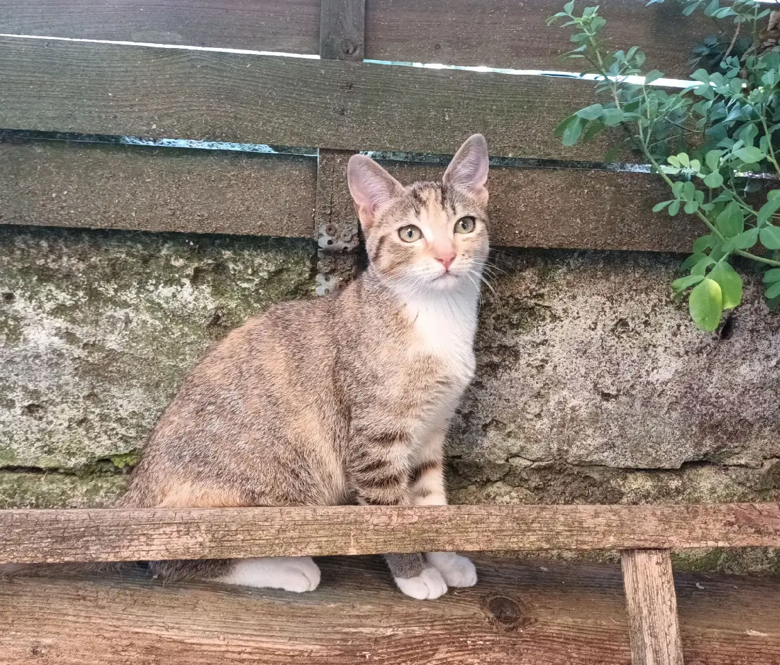 Chatte Trouvée 17 Charente-Maritime Chatte Trouvée 17 Charente-Maritime