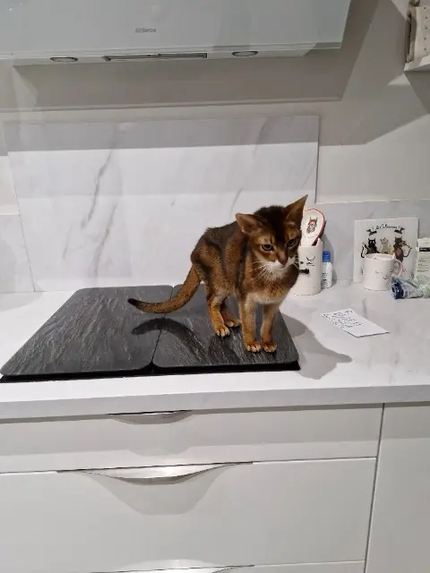 chatte reunited   18000 Bourges Divine idylle