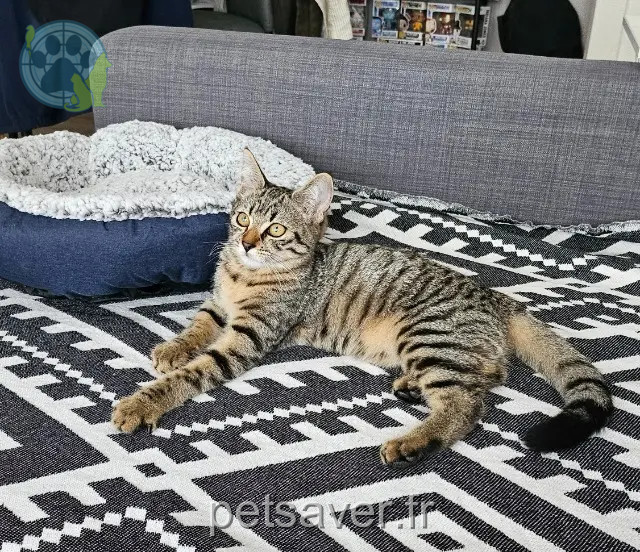 chatte reunited   18000 Bourges Elektra