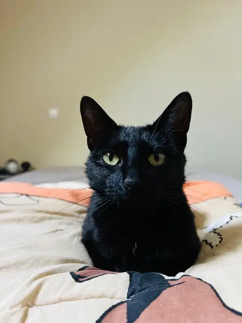 chatte reunited   18110 Quantilly Erawane