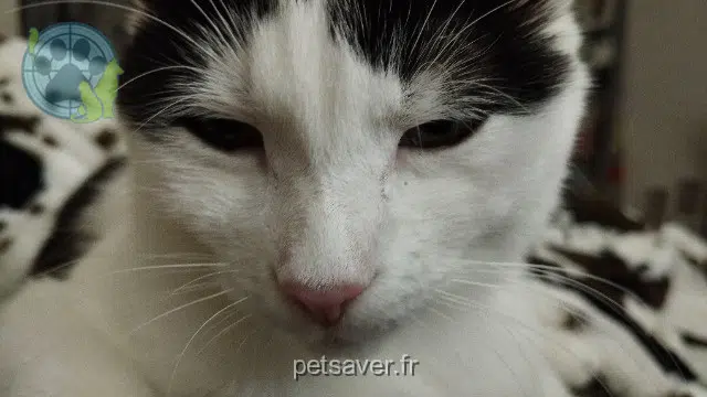 chatte reunited 18100 Vierzon Gaubert