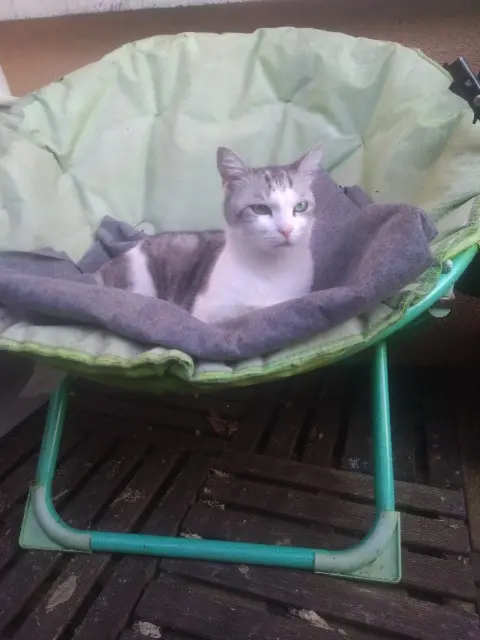 chatte reunited   18190 Vallenay Luna