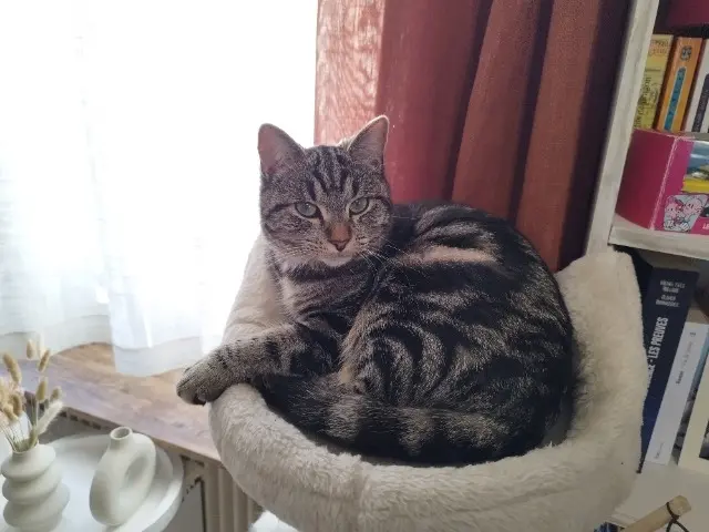 chatte reunited   18000 Bourges Minouche