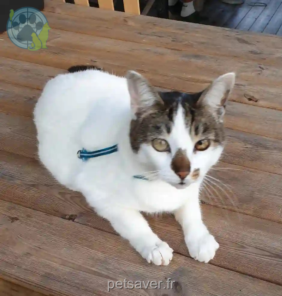 Chatte Perdue 18 Cher - Minuit Chatte Perdue 18 Cher - Minuit