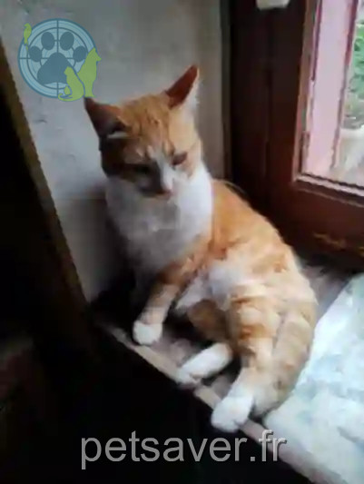 Chatte Perdue 18 Cher - Tania Chatte Perdue 18 Cher - Tania