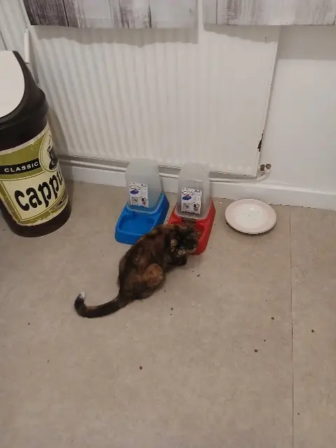 chatte reunited   18600 Sancoins Tokyo