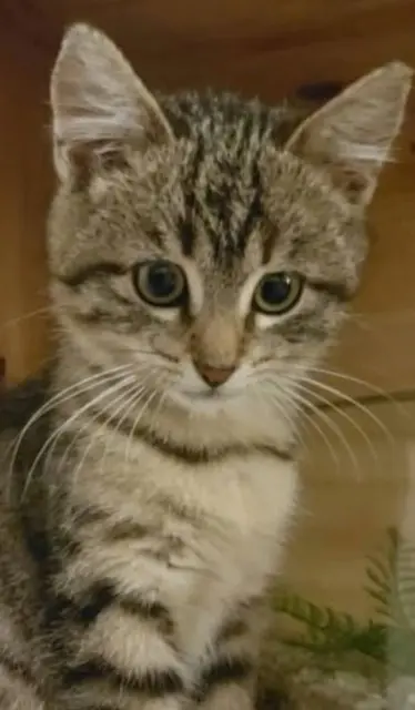 chatte reunited   18520 Avord Vayana