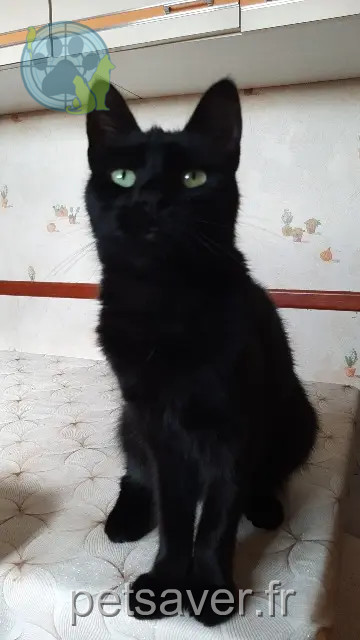 chatte reunited   18390 Saint-Germain-du-Puy Yara
