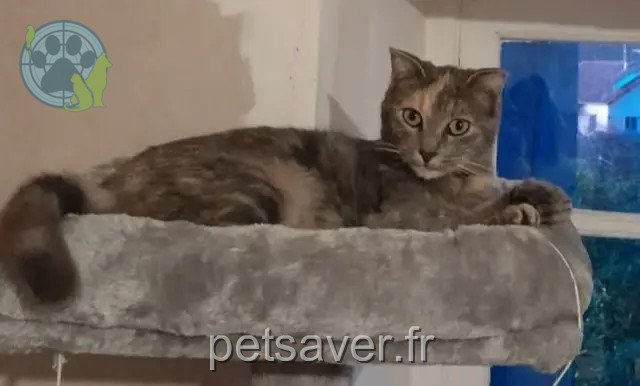 chatte reunited 19120 Altillac Djaïa