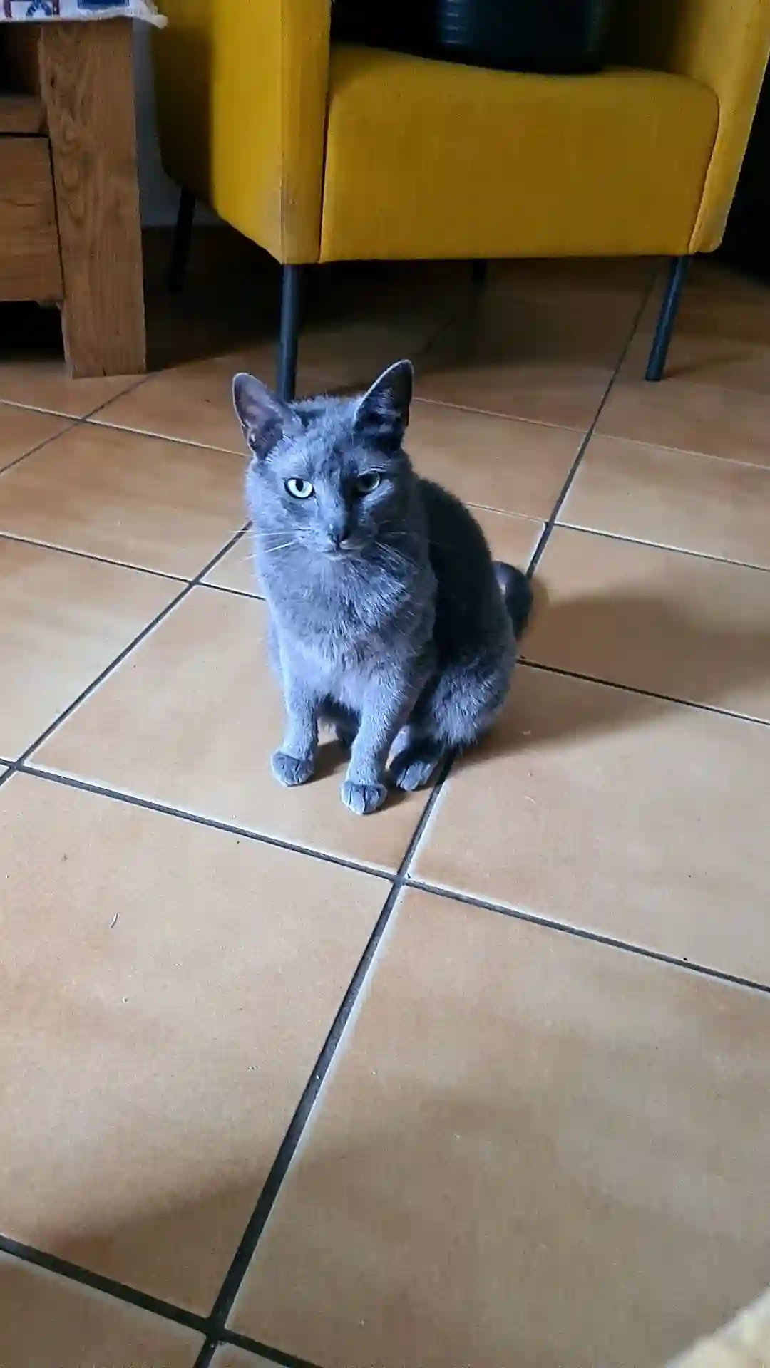 Chatte Trouvée 19 Corrèze - Kyra Chatte Trouvée 19 Corrèze - Kyra