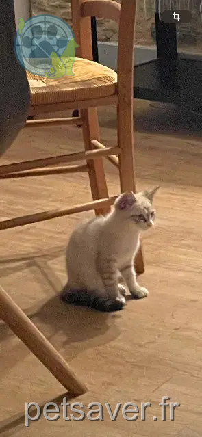 Chatte Trouvée 19 Corrèze Chatte Trouvée 19 Corrèze