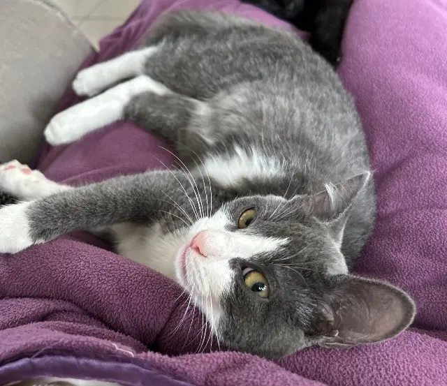 chatte reunited   19270 Ussac Tomyris « Tomy »