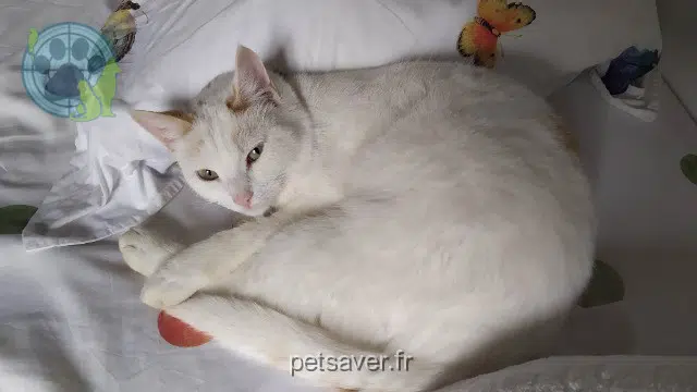 chatte reunited   19700 Saint-Jal Vendetta