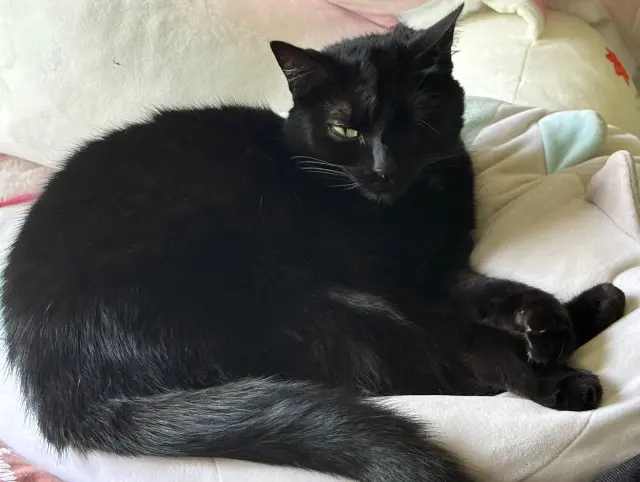 chatte reunited   21410 Fleurey-sur-Ouche Calie