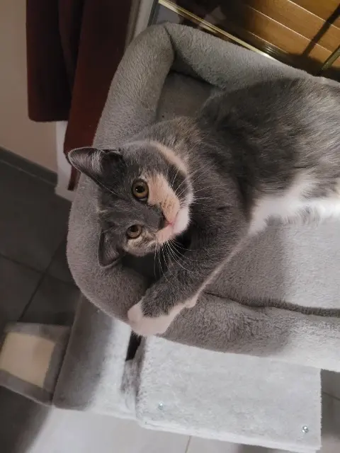 chatte reunited   21000 Dijon Amaya