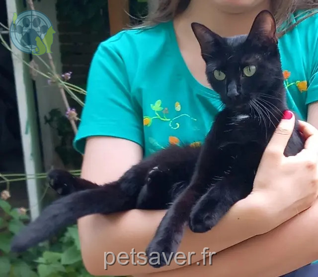 Katze reunited   21000 Dijon Asta