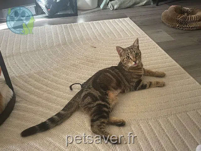 chatte reunited 21000 Dijon Azu