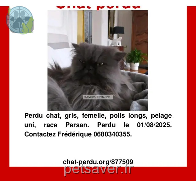 chatte reunited   21000 Dijon Baya