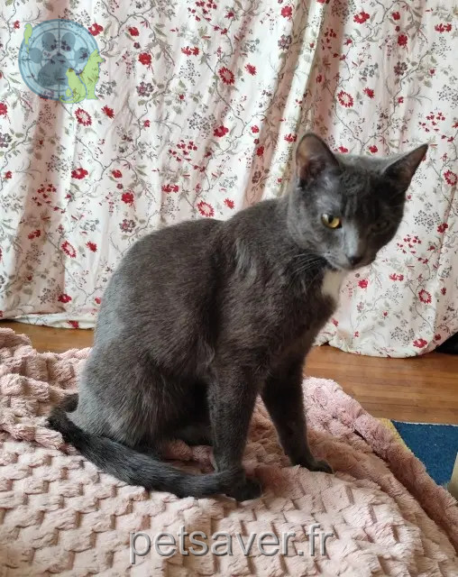chatte reunited 21000 Dijon Mimine
