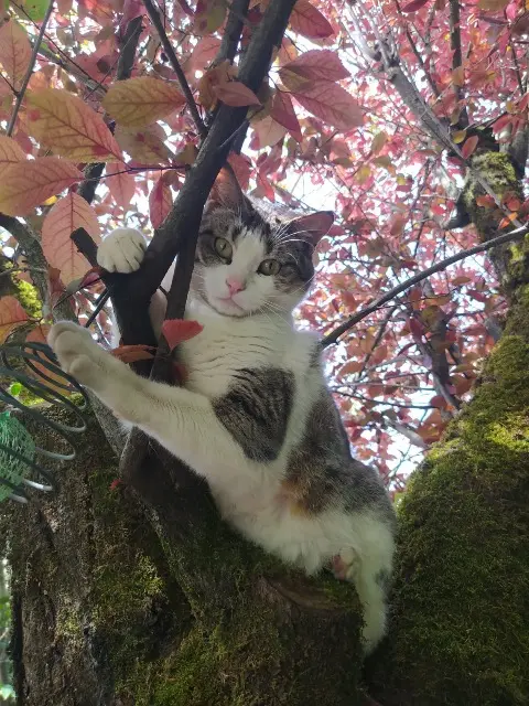 chatte reunited   21000 Dijon Mirabelle