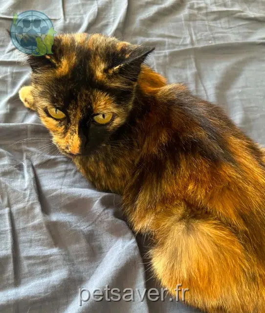 chatte reunited 21000 Dijon Navy