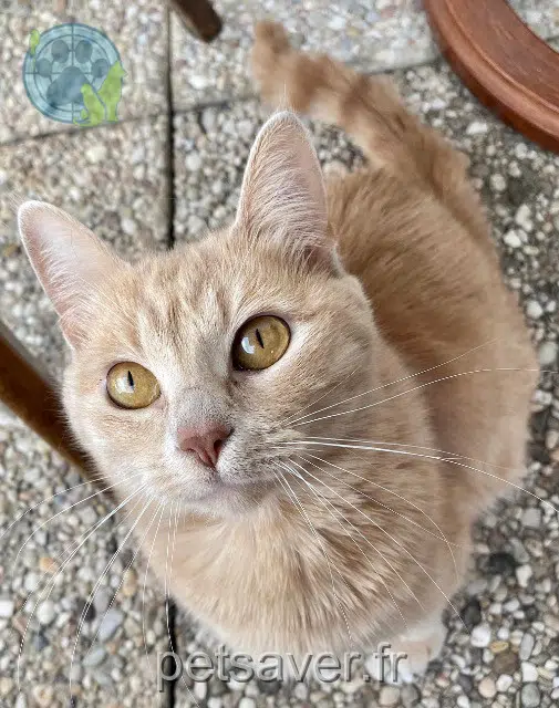 chatte reunited 21000 Dijon Princesse