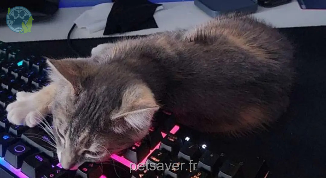 Chatte Perdue 21 Côte-d'Or Dijon