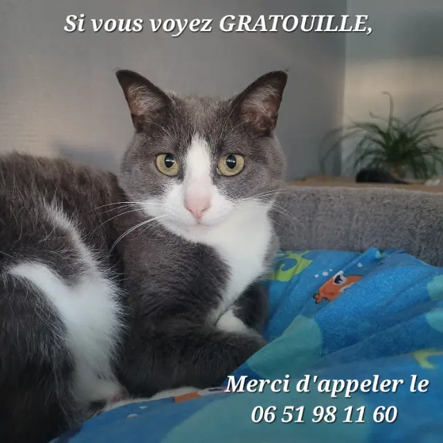chatte reunited   21600 Longvic Gratouille