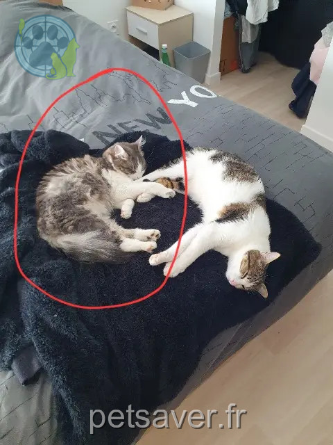 chatte reunited   21560 Arc-sur-Tille Isis