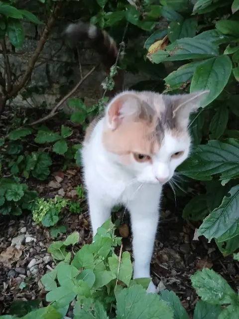 chatte reunited   21190 Merceuil Lunaya