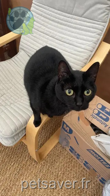 chatte reunited   21200 Beaune Malo