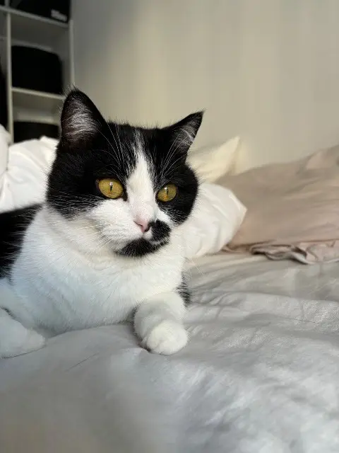 chatte reunited   21240 Talant Milky