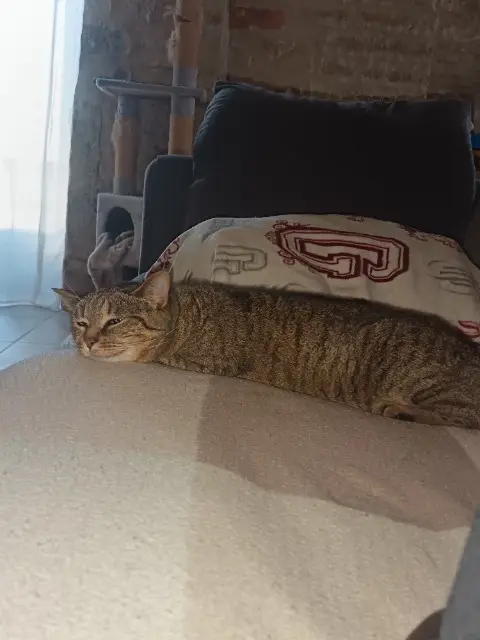 chatte reunited   21370 Velars-sur-Ouche Mina