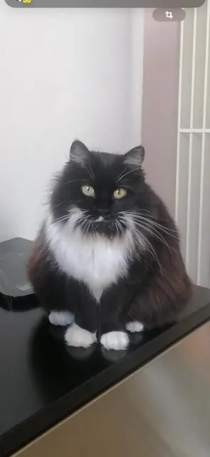 chatte reunited   21200 Beaune Molly
