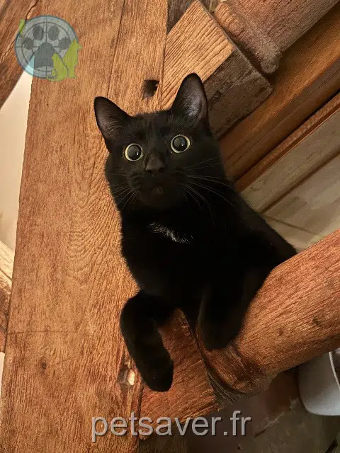 chatte reunited 21220 Gevrey-Chambertin Neger