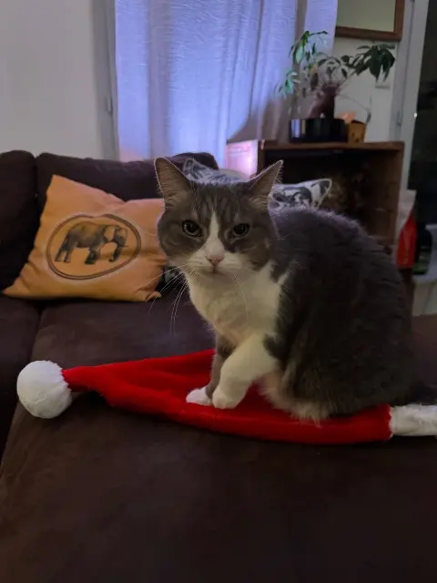 chatte reunited   21800 Sennecey-lès-Dijon Pepette