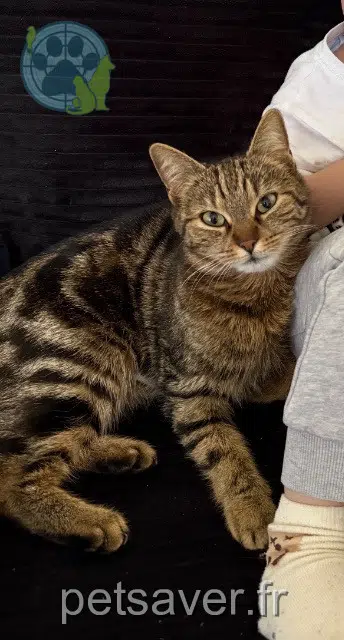 chatte reunited 21700 Premeaux-Prissey Héra