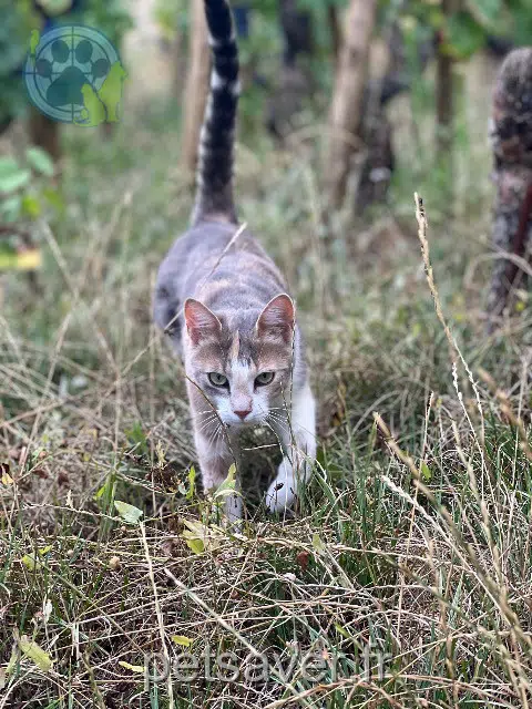 chatte reunited   21700 Vosne-Romanée Romy