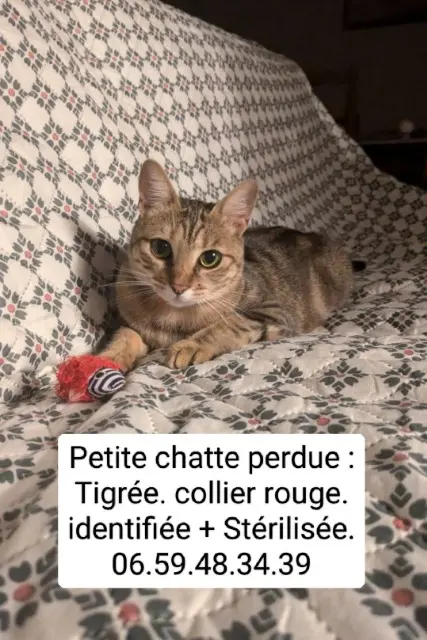 chatte reunited   21300 Chenôve Shae